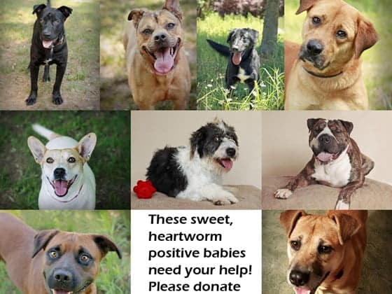 Help Us Save Heartworm Positive Dogs