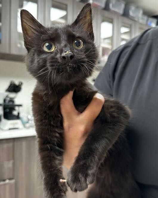 Meet Toothless! Toothless is named after the animation ‘How to Train a Dragon’ 🐉…he does have all of his little teeth! 🦷 🖤 Toothless is a 5-month domestic medium hair kitty that is beyond cute…look at his face! 😻 This little man loves to play and has a super curious nature! To complete his purrfection Toothless is extremely loving, enjoys cuddles, and has a very soothing purr box! 🥰 If you would like to be the lucky new parent to Toothless-please visit his attached link, 🍀 https://www.wagtopia.com/search/pet?id=2188484&name=Toothless
🩵 https://homelesspets.com
#adoptionsaveslives #homelesspetsfoundation #adoptablackcat #adoptablackcatortwo #adoptablackkitten #adoptablackcats #adoptablackcatforgoodluck