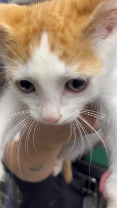 Meet Octobie, our adorable little orange ball of energy! 🧡✨
And guess what? We also have Tiger, Cheeto, and Pumpkin, all waiting for their forever homes! 🍂🍊
These sweet orange kittens are ready to fill your life with love and purrs.
Could one of them be your new furry companion? 😻
👉 Adopt today and bring home a bundle of joy! [https://homelesspets.com/view-our-adoptable-cats/]
#BeyondPetsAnimalHospital #AdoptDontShop #OrangeKittens #FurryFriends #KittenLove #HomelessPetsFoundation #ForeverHome #PumpkinSpiceAndEverythingNice