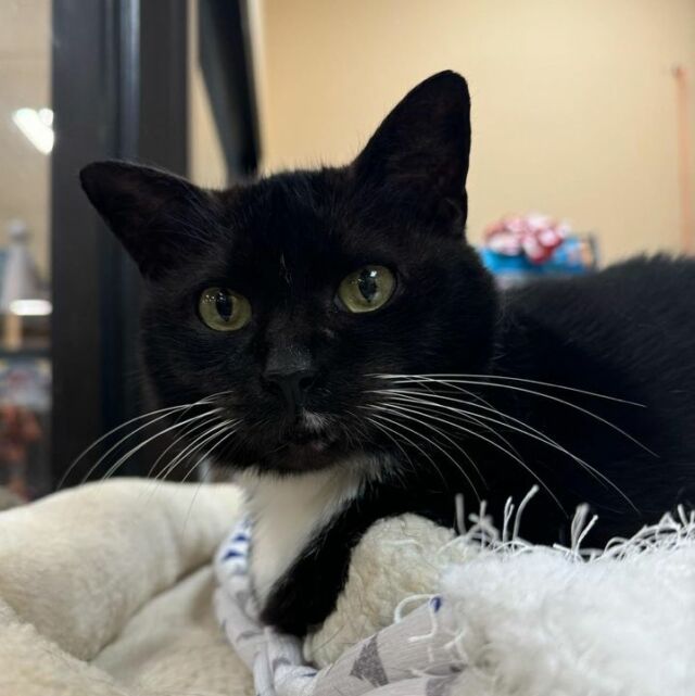 Happy Caturday from our Smyrna PetSmart kitty crew Teeka, Peeka and Toothless! 🖤 Each purrrfect kiddo can not wait to share their nine-lives with YOU! 🏡 Please visit the attached link for additional information on each baby! 🐾
2540 Cumberland Blvd.
Smyrna, Ga. 30080
🐈‍⬛ https://homelesspets.com/view-our-adoptable-cats/
🩵 https://homelesspets.com
If you are interested in adopting one of our wonderful kitties please fill out an application @ https://homelesspets.com and a representative will reach out once processed.
♥️ Thank you for choosing adoption!
#homelesspetsfoundation
#shelterbowtieproject #adoptacat #adoptakittycat #homelesspetsfoundation #marietta #adoptableanimals #homelesspetsfoundationofatlanta #animalrescue #adoptacat
#adoptakitty #adoptakittytoday #adoptakittycat😼😎🐾 #shelterbowtieproject