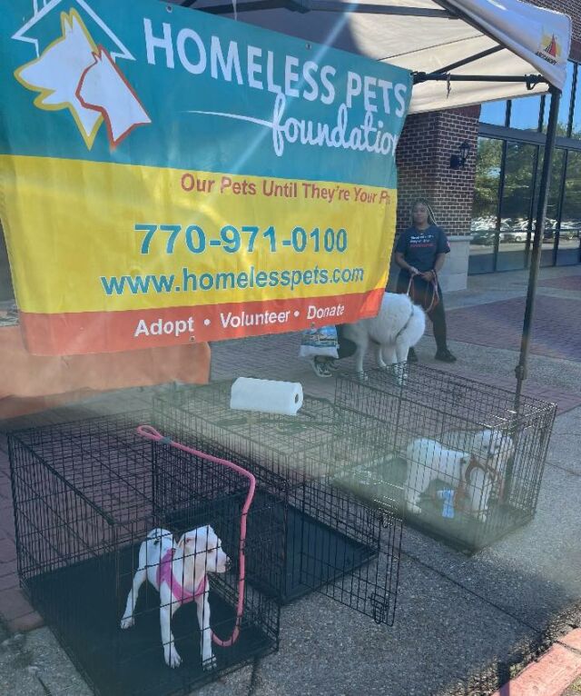 🎀 Funday was had by all yesterday at Sweet & Sassy’s in Alpharetta …thank you so much for hosting this wonderful event! 🐶 Thank you so much to everyone for sharing your valuable time and giving our homeless pups a very special day of fun! 💝
⭐️ We are so grateful to ALL of our cat 🐈 and dog 🐕 volunteers…YOU make a difference! Volunteers Saves Lives! 💖
🩵 https://homelesspets.com
#homelesspetsfoundation #homelesspetsfoundationofatlanta #homelesspetsfoundationmarietta #homelesspetsfoundation🐾🐱💕 #volunteersmakeadifference #volunteerschangelive #animalrescue #sweetandsassy #sweetandsassyalpharetta #petsmartsmyrna