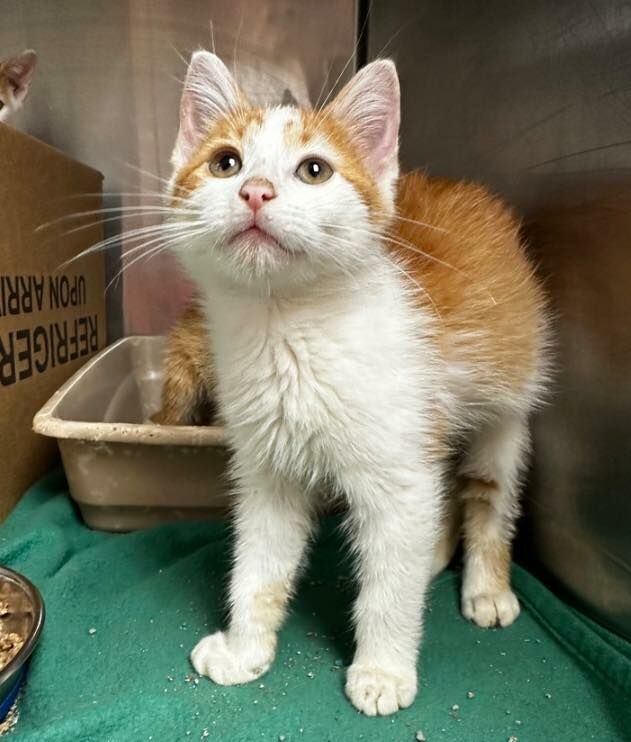 🧡 Meet Cheeto, Pumpkin, Tiger and Octobie! The siblings were recently surrendered to HPF. The teeny kids are now ready and just waiting to find their furrever! 🏡 The kittens are only 10 weeks old and are preciously purrfect! 🧡
Cats, if we are lucky 🍀 , can live up to 20 years+…please be ready for their lifetime commitment! ♥️ Animals love so unconditionally and we want to ensure each homeless pet is gifted with the same in return! 💝 If you would like additional information on one…or two 😄 of our orange and white babies please visit the attached link, 🧡 https://homelesspets.com/view-our-adoptable-cats/
🩵 https://homelesspets.com
#homelesspetsfoundation #adoptanorangetabby #adoptanorangeandwhitekitty #adoptakitten #adoptakittentoday #adoptakittenandsave9lives #adoptakittensavealife