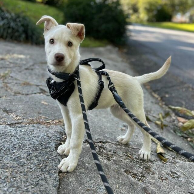 Rex is a 2-month-old Husky mix who has overcome tremendous odds! Rex was rescued from a local shelter with his mom (Jessie) and siblings. Rex and his siblings had to defeat the cruel parvo virus. Rex and one of his brothers survived…both boys have made a full recovery! ❤️‍🩹 Rex’s brother was adopted and now it’s his turn to begin the chapter! 📚🏡 If you are interested in adopting this most adorable and deserving baby Rex- please visit the attached link, 🍼 Rex, https://www.wagtopia.com/search/pet?id=2179815&name=Rex
🩷 Mom-Jessie, https://www.wagtopia.com/search/pet?id=2179817&name=Jessie
🌟 Important! As we all know, there is nothing cuter than a puppy but please be ready for furrever!🏡 Adopting a puppy is a huge responsibility that entails house and potty training…with a potential for some nights of interrupted sleep sprinkled in for good measure!✨It’s so vital to do your research prior to adopting. Educate yourself about the breed of pup you’re adopting to become familiar with their energy level, nature, and their needs.🐾 Puppy proof their new home so it’s safe…and please be ready for their lifetime commitment! 🐾 Adopting a pet, saving their life is a true treasure and their unconditional love is boundless…please be ready for furrever!🏡
🩵 https://homelesspets.com
#homelesspetsfoundation #adoptahusky #adoptahuskymix #adoptahuskie #adoptahuskiemix #adoptahuskypuppy #adoptahuskypuppytheysaid