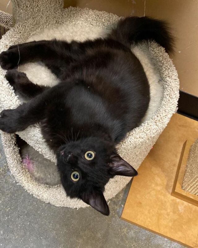 Our PetSmart Smyrna kitty crew would like to wish everyone a Happy Caturday! 🖤 The adorable kids are patiently waiting to meet their new parent(s)! Each baby has so much love to give and would be beyond grateful to find a home where they could share their 9-lives, cuddle up in a warm lap and fill their new home with true L♥️VE! 🏡 Toothless, Peeka and Teeka are just waiting to make your acquaintance! 🐾 Please visit the attached link for additional information on each purrfect kitten!
2540 Cumberland Blvd.
Smyrna, Ga. 30080
🐈‍⬛ https://homelesspets.com/view-our-adoptable-cats/
🩵 https://homelesspets.com
If you are interested in adopting one of our wonderful kitties please fill out an application @ https://homelesspets.com and a representative will reach out once processed.
♥️ Thank you for choosing adoption!
#homelesspetsfoundation
#shelterbowtieproject #adoptacat #adoptakittycat #homelesspetsfoundation #marietta #adoptableanimals #homelesspetsfoundationofatlanta #animalrescue #adoptacat
#adoptakitty #adoptakittytoday #adoptakittycat😼😎🐾 #shelterbowtieproject