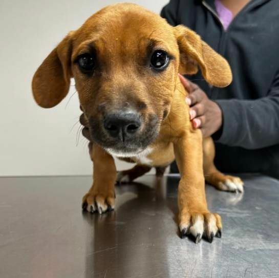 Meet Buccee💙, Cheveron🩷, BP💙 and QT🩷 our 10-week old Labrador Retriever mix puppies!🍼 Each little love muffin is ready to find their furrever! 🏡 If you are interested in opening your heart and home to true unconditional love please see the attached link for additional information each baby, 💘 https://homelesspets.com/view-our-adoptable-dogs/
🌟 Important! As we all know, there is nothing cuter than a puppy but please be ready for furrever!🏡 Adopting a puppy is a huge responsibility that entails house and potty training…with a potential for some nights of interrupted sleep sprinkled in for good measure!✨It’s so vital to do your research prior to adopting. Educate yourself about the breed of pup you’re adopting to become familiar with their energy level, nature, and their needs.🐾 Puppy proof their new home so it’s safe…and please be ready for their lifetime commitment! 🐾 Adopting a pet, saving their life is a true treasure and their unconditional love is boundless…please be ready for furrever!🏡
🩵 https://homelesspets.com
#homelesspetsfoundation #adoptalabradoodle #adoptalabmix #adoptalabradormix #adoptalabpuppy